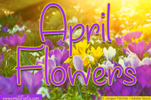 April Flowers Font for Small Business Branding